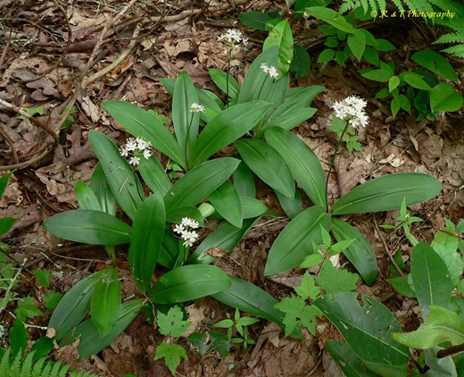 {Clintonia umbellulata}